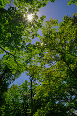 Fototapeta premium Trees in the woods
