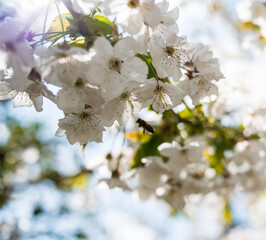Cherry blossoms at the end of winter