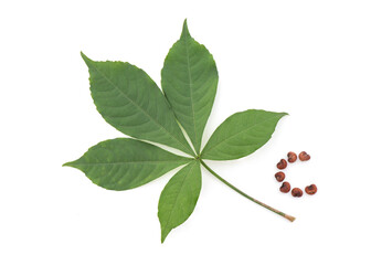 Baobab seeds and green leaves isolated on white background. top view,flat lay.