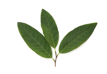 Fototapeta premium Sugar apple branch green leaves isolated on white background.top view,flat lay.