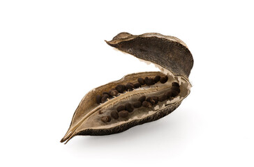 Abelmosk or Abelmoschus moschatus seeds isolated on white background with clipping path.