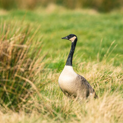 Canada Geese, Canada Goose, Branta Canadensis in habitat
