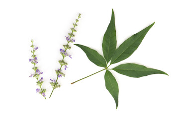 Five leaved chaste tree or Vitex negundo flowers  isolated on white background.top view,flat lay.