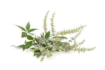 Five leaved chaste tree or Vitex negundo isolated on white background.