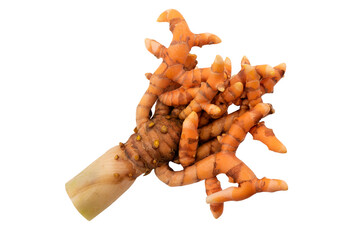 Young turmeric or curcuma longa rhizome isolated on white background with clipping path.top view,flat lay.