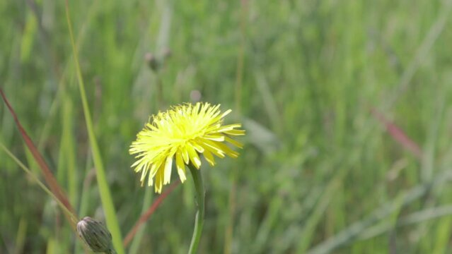 A bee collects pollen from a dandelion. Yellow flower. Bee collecting flower pollen Fly close-up in slow motion. A honey bee feeds nectar and pollen from a yellow dandelion flower close-up.