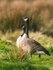 Canada Geese, Canada Goose, Branta Canadensis in habitat