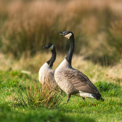 Canada Geese, Canada Goose, Branta Canadensis in habitat