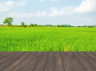 Empty wood table and rice field background.For montage product display.