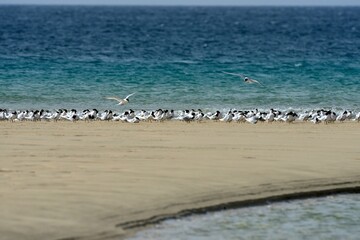 Fototapeta na wymiar Brandseeschwalben (Thalasseus sandvicensis), Sandwich tern, an der Küste von Fuerteventura.