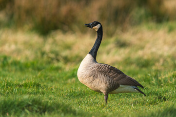 Canada Geese, Canada Goose, Branta Canadensis in habitat