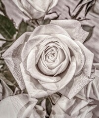 white rose on a white background