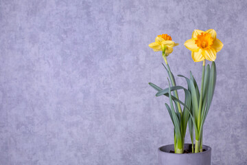 Yellow daffodils , narcissus flower in a pot on a background of snow. Spring, Easter concept. There is a place for text