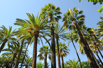 Fototapeta na wymiar Garden of palm trees of various types in the Parque de Maria Luisa in Seville, Spain