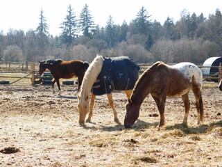  horse Equus ferus caballus domesticated, odd-toed, hoofed mammal. It belongs to the taxonomic...