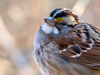 Sparrow. Cromwell valley park