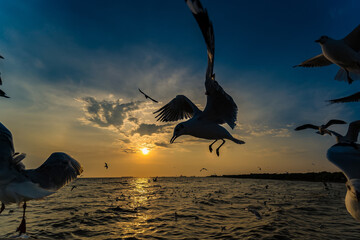 Fototapeta na wymiar Flock Seagull are Flying on sunset background ,Bang poo ,Samutpragan, Thailand .