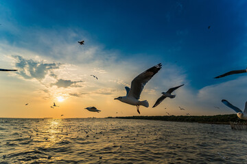 Flock Seagull are Flying on sunset background ,Bang poo ,Samutpragan, Thailand .