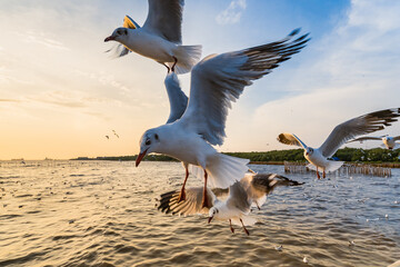 Flock Seagull are Flying on sunset background ,Bang poo ,Samutpragan, Thailand .