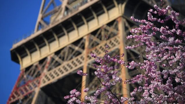 4k video. Spring in Paris, France. Beautiful view with the blossom spring flowers on a tree at the bottom of the Eiffel Tower landmark.