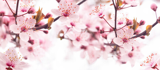 Floral spring background. Branches of blossoming cherry with pink flowers, macro, soft focus. Banner size.