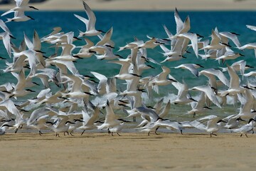 Brandseeschwalben (Thalasseus sandvicensis), Sandwich tern, an der Küste von Fuerteventura.