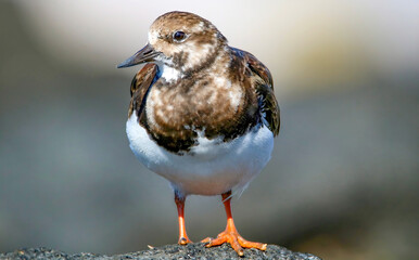 Ruddy turnstone doesn't mind me