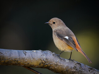 どや顔のジョウビタキの雌