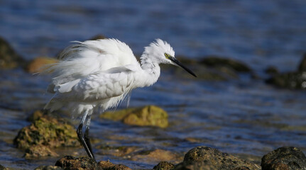 Little egret on the shore