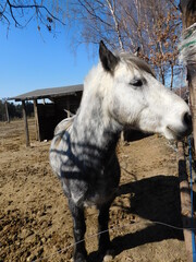 horse Equus ferus caballus domesticated, odd-toed, hoofed mammal. It belongs to the taxonomic...