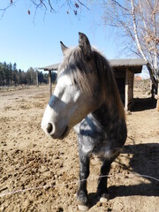horse Equus ferus caballus domesticated, odd-toed, hoofed mammal. It belongs to the taxonomic...