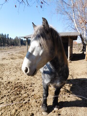 horse Equus ferus caballus domesticated, odd-toed, hoofed mammal. It belongs to the taxonomic...