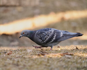 地面に夢中のカワラバト