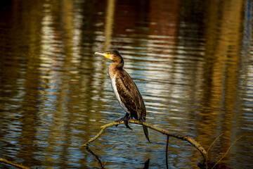 cormorant 