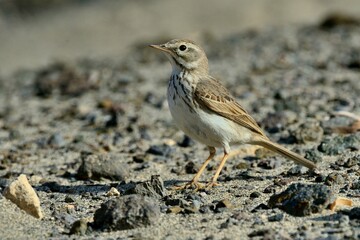 Ein Kanarenpieper (Anthus berthelotii), Berthelot´s pipit, auf Fuerteventura.