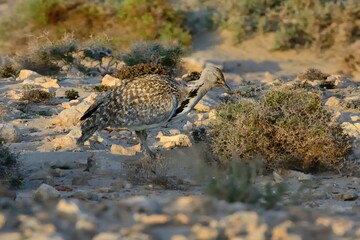 Eine Kragentrappe (Chlamydotis undulata), Houbara bustard, auf Fuerteventura.