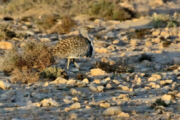 Eine Kragentrappe (Chlamydotis undulata), Houbara bustard, auf Fuerteventura.