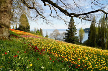 Obraz premium a lush spring meadow full of colorful tulips on Flower Island Mainau on a sunny April day with the German Alps in the background (lake Constance or Bodensee, Germany) 