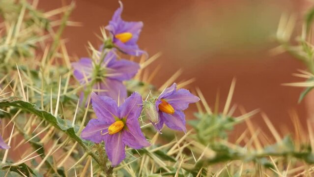 silverleaf nightshade they have spikes .