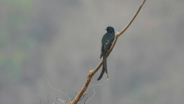 Black Drongo in tree waiting for food .