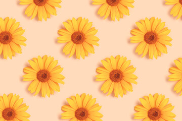 Repetitive pattern made of orange arnica flower heads on a beige background. Creative layout.