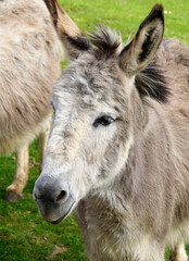 a cute and fluffy donkey resting on a green meadow on island of Mainau in Germany