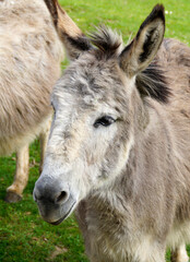 Naklejka na ściany i meble a cute and fluffy donkey resting on a green meadow on island of Mainau in Germany
