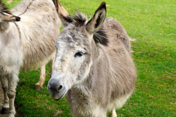Naklejka na ściany i meble a cute and fluffy donkey resting on a green meadow on island of Mainau in Germany 