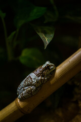 frog tree frog bee in nature