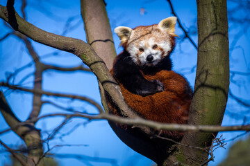 red panda in the trees