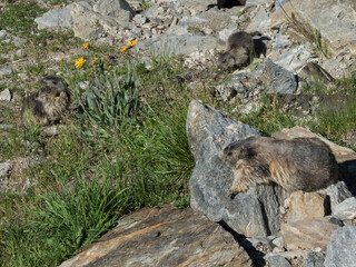Alpine Marmot on summer pasture
