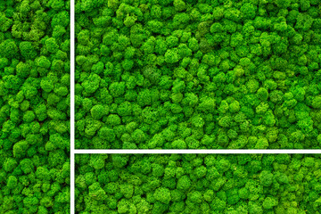 White frame with glass effect over the wall covered with green moss. Modern eco friendly decor made...