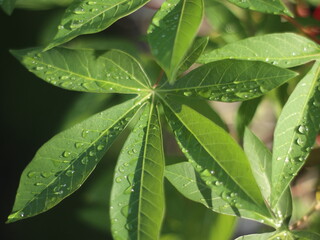 cassava leaves and beautiful morning dew drops