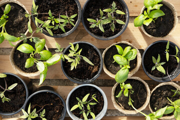Young fresh Basil and tomato seedling stands in plastic and ecological organic peat pots